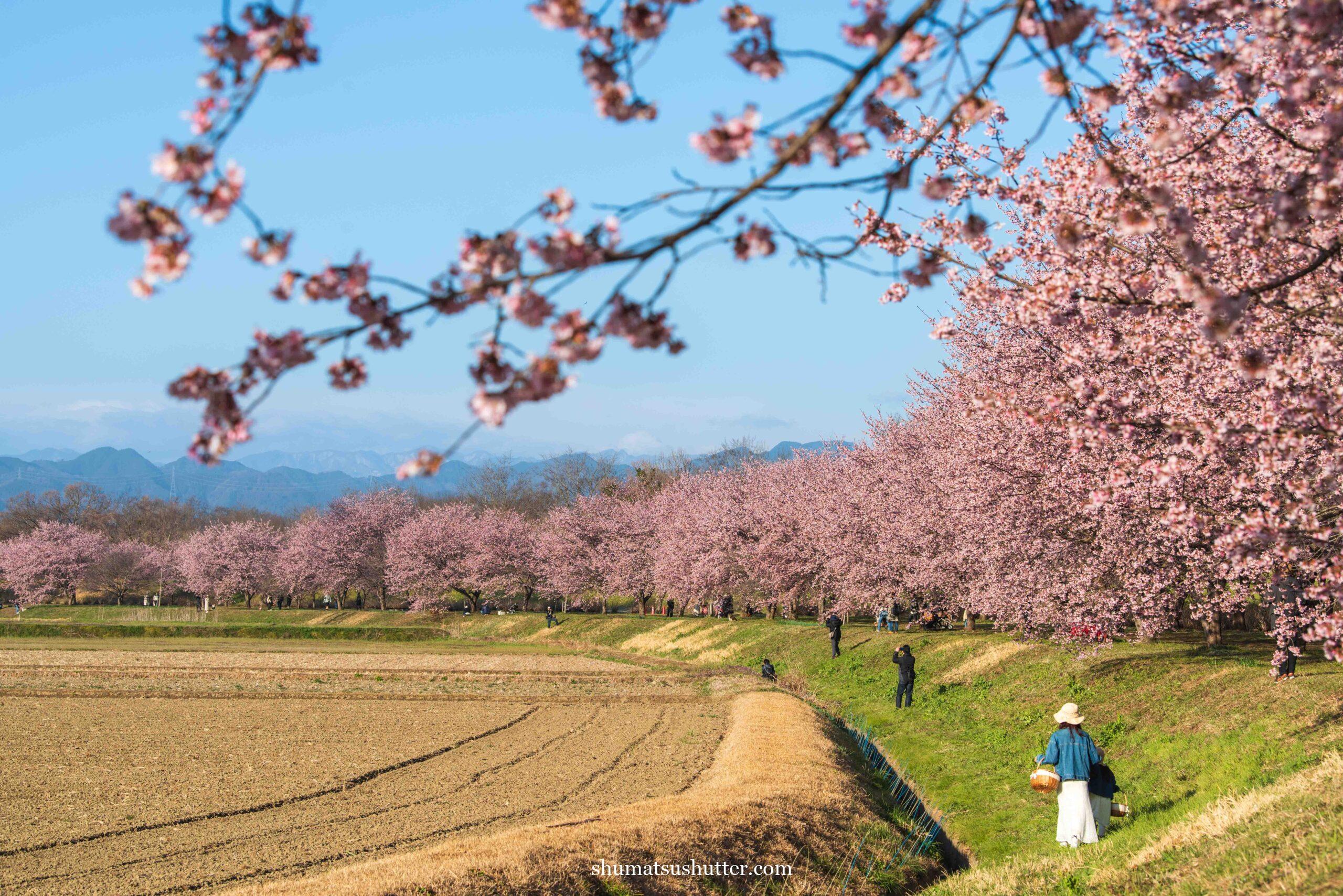 北浅羽桜堤公園