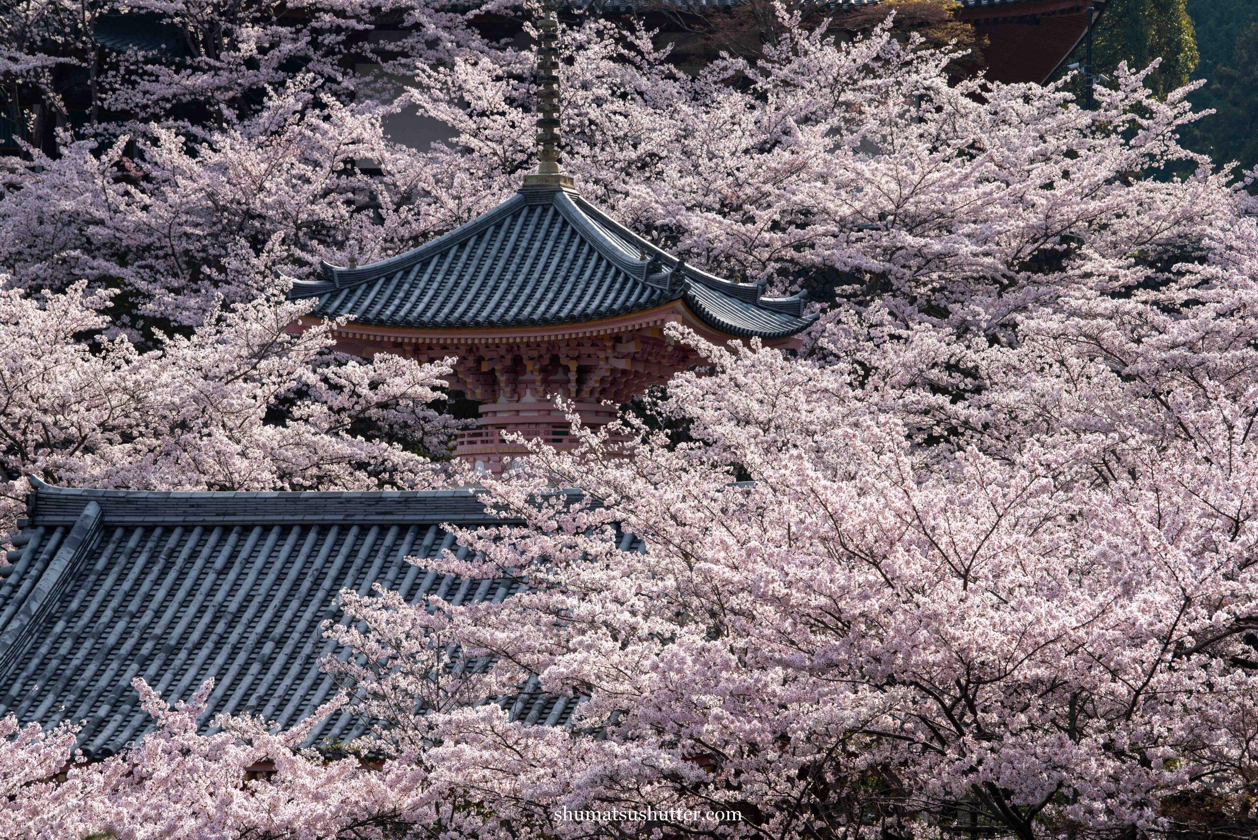 壺阪寺の桜