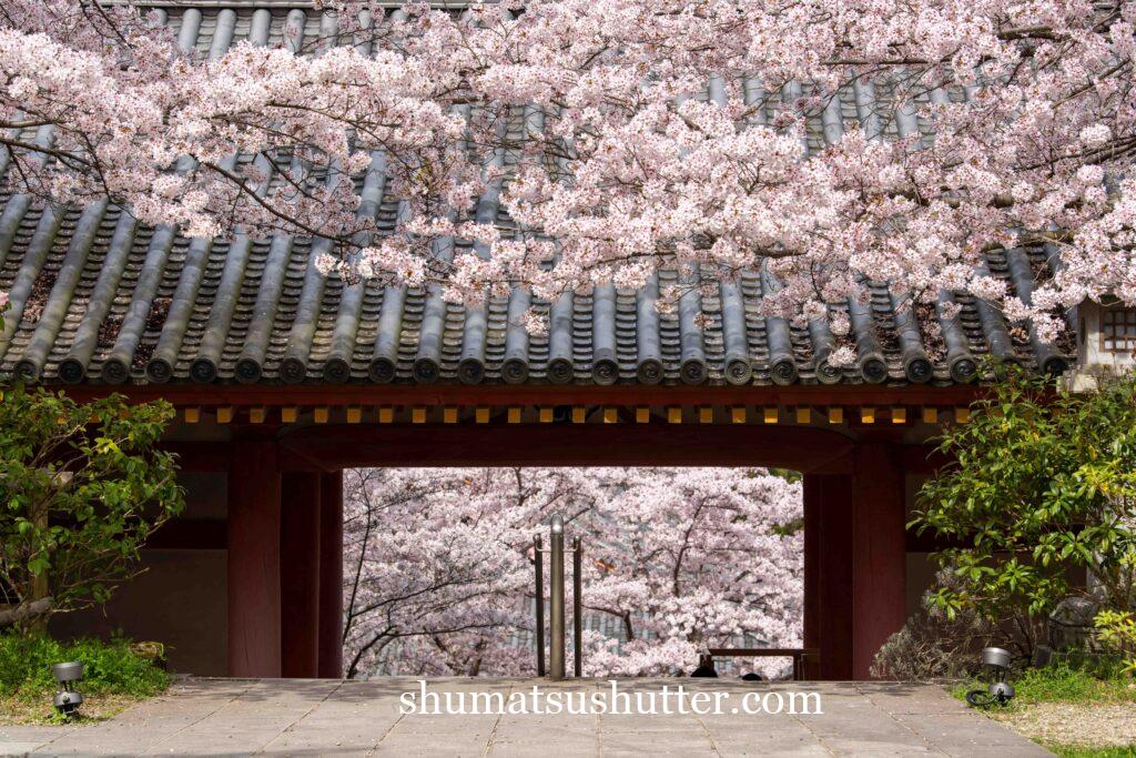 壺阪寺の仁王門と桜