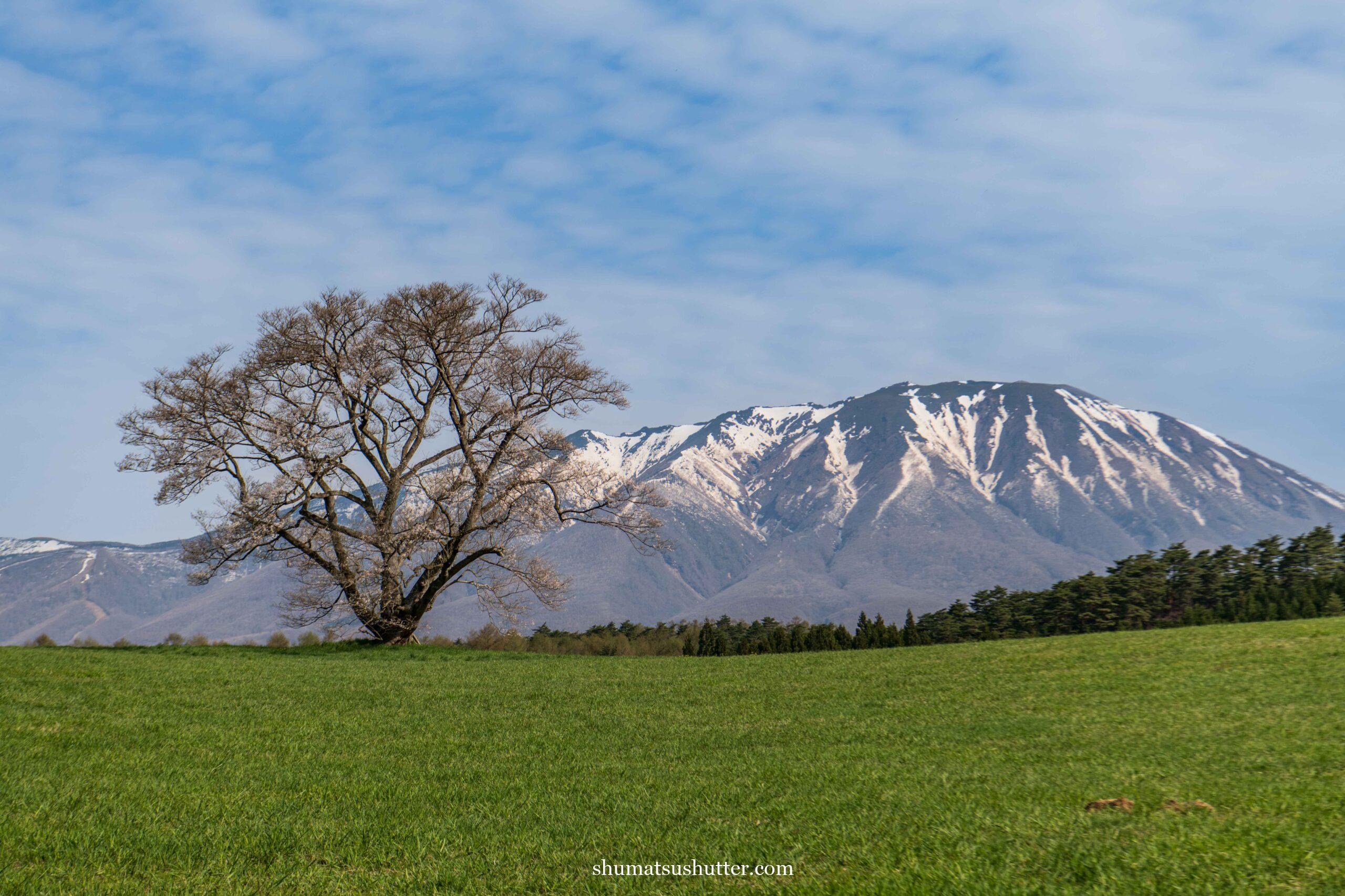 小岩井農場の一本桜と岩手山