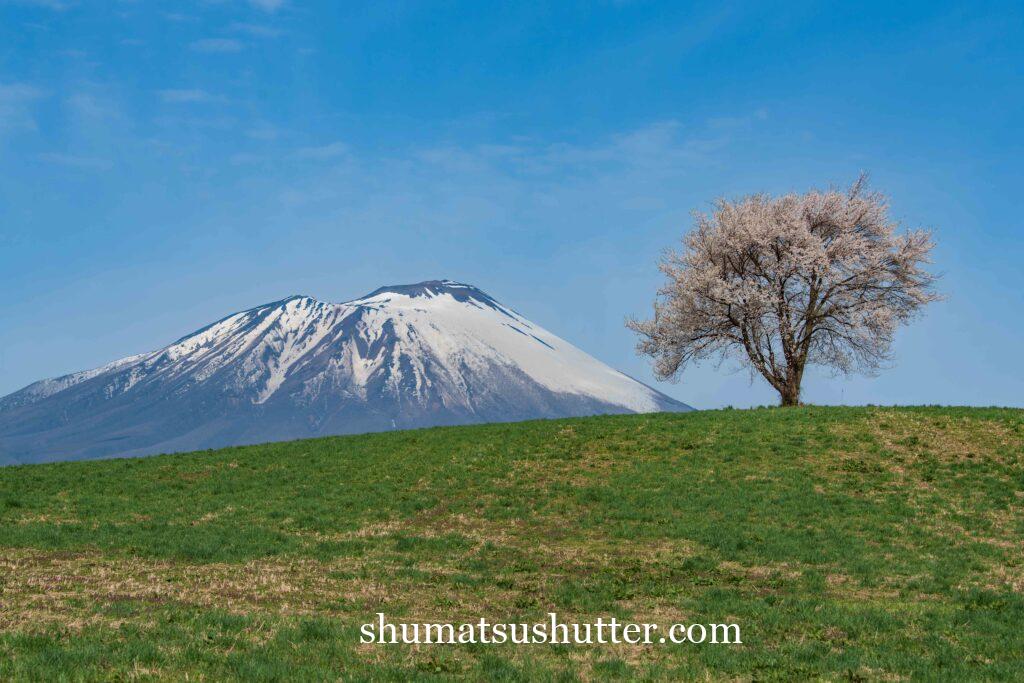 滝沢の一本桜と岩手山