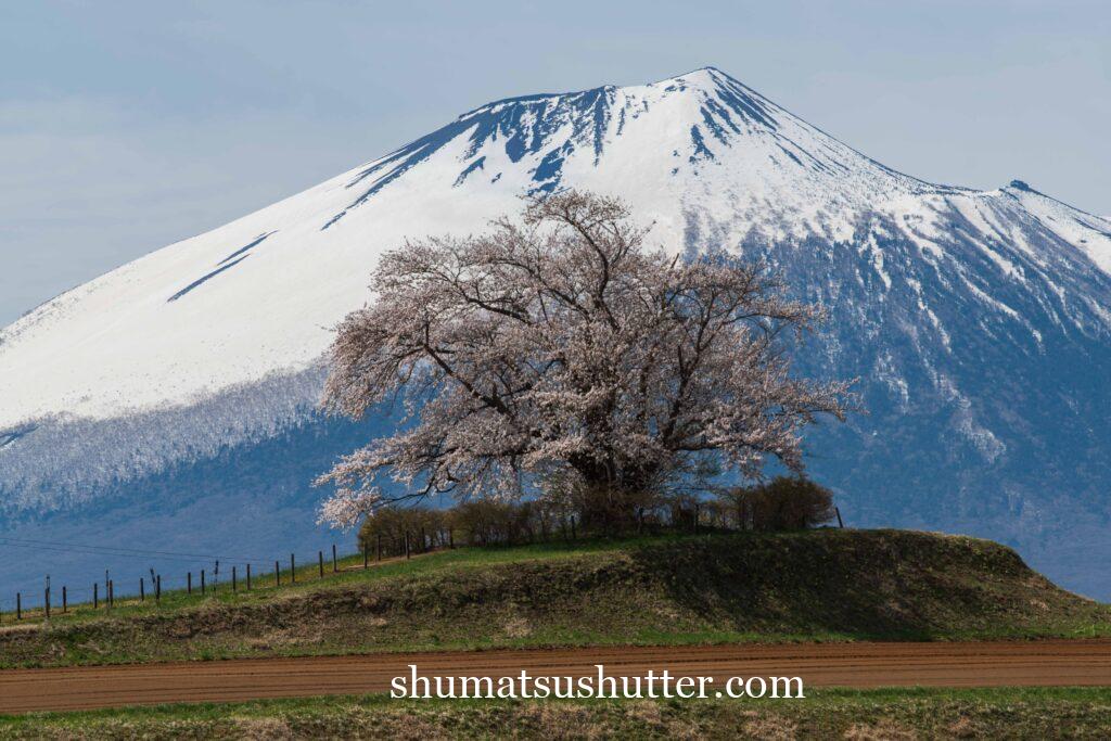 為内の一本桜と岩手山