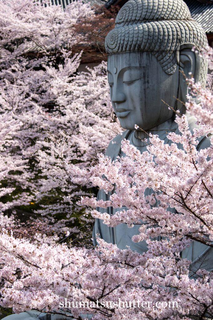 壺阪寺の桜大仏