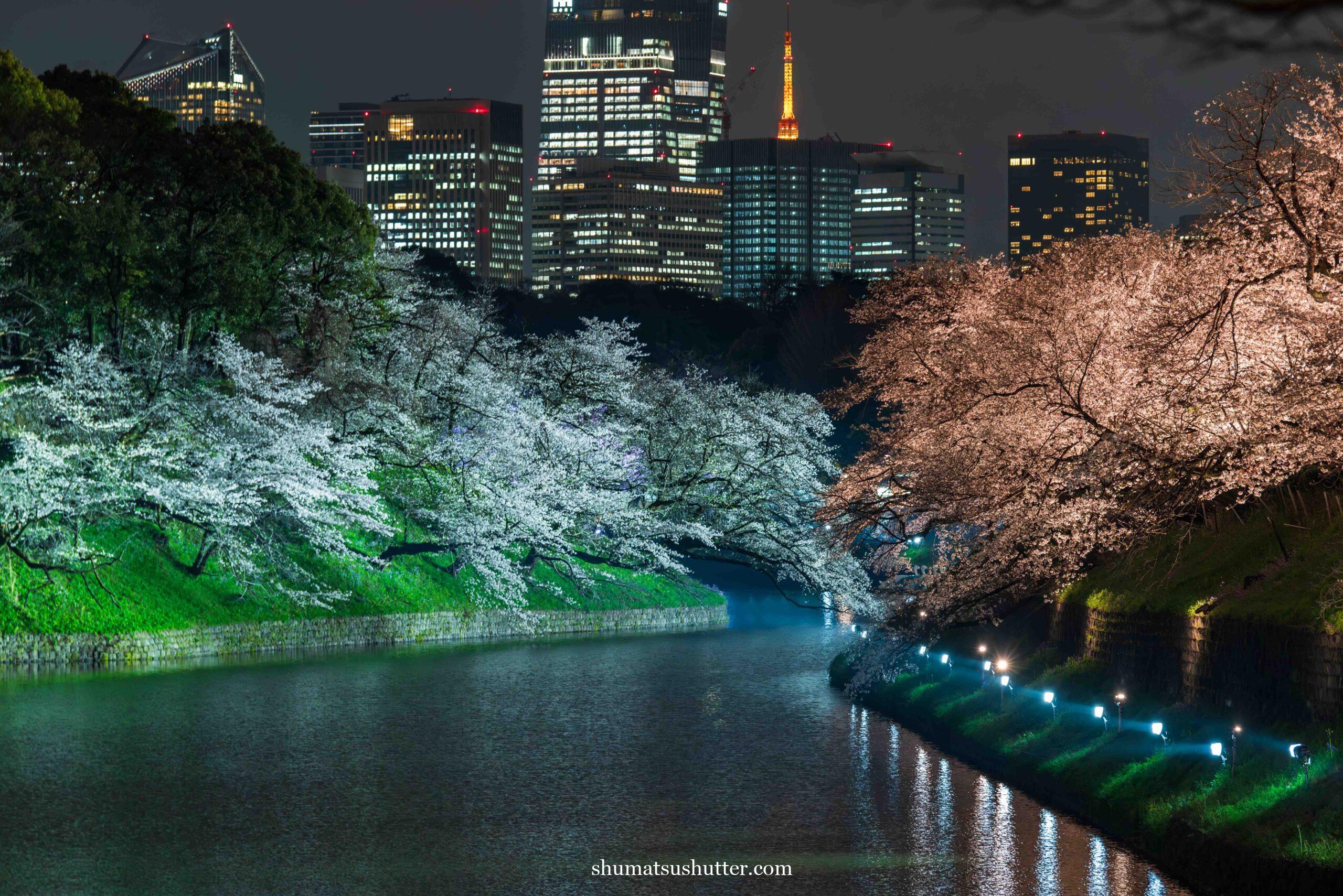 千鳥ヶ淵の夜桜