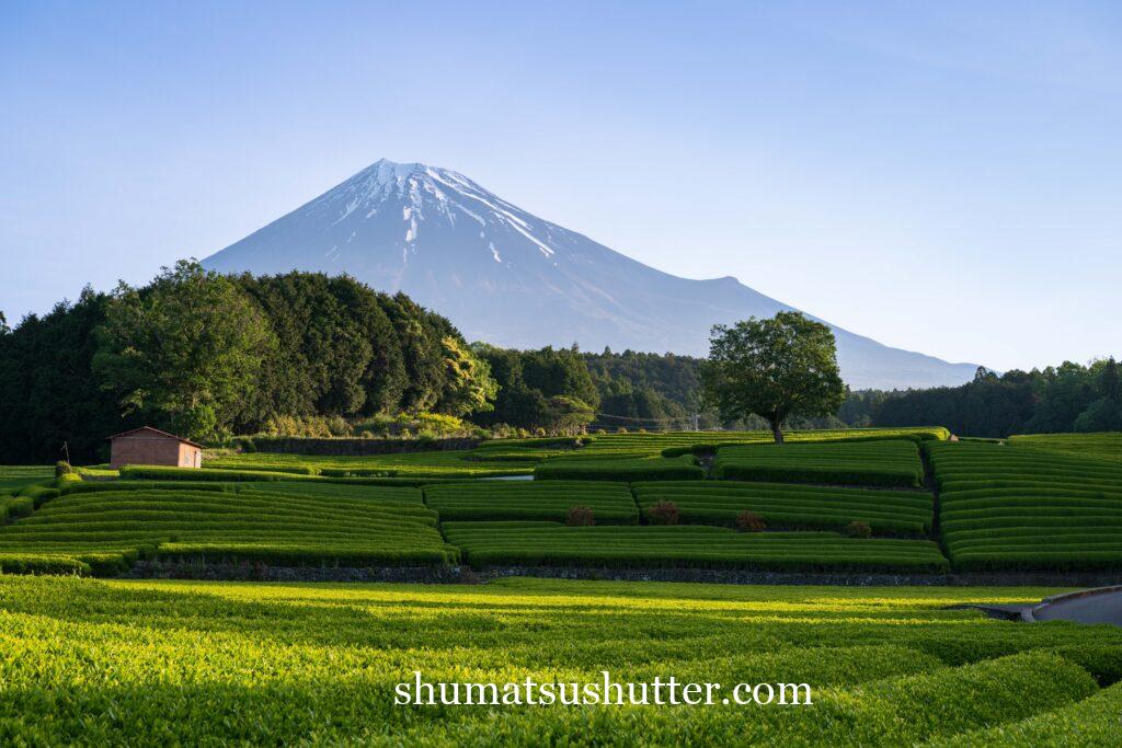 富士山と大淵笹場