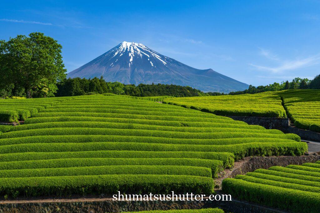 富士山と大淵笹場