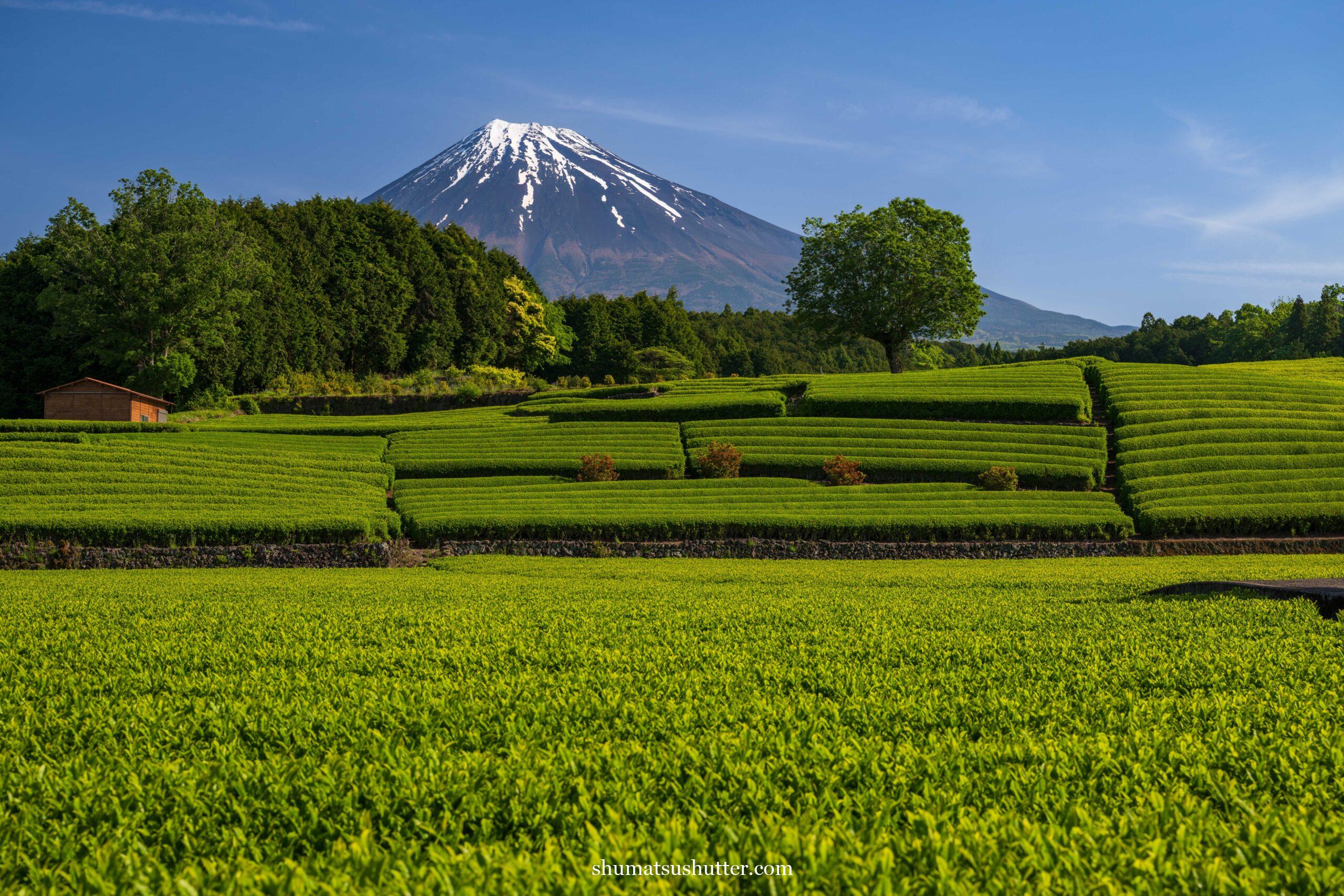 富士山と大淵笹場