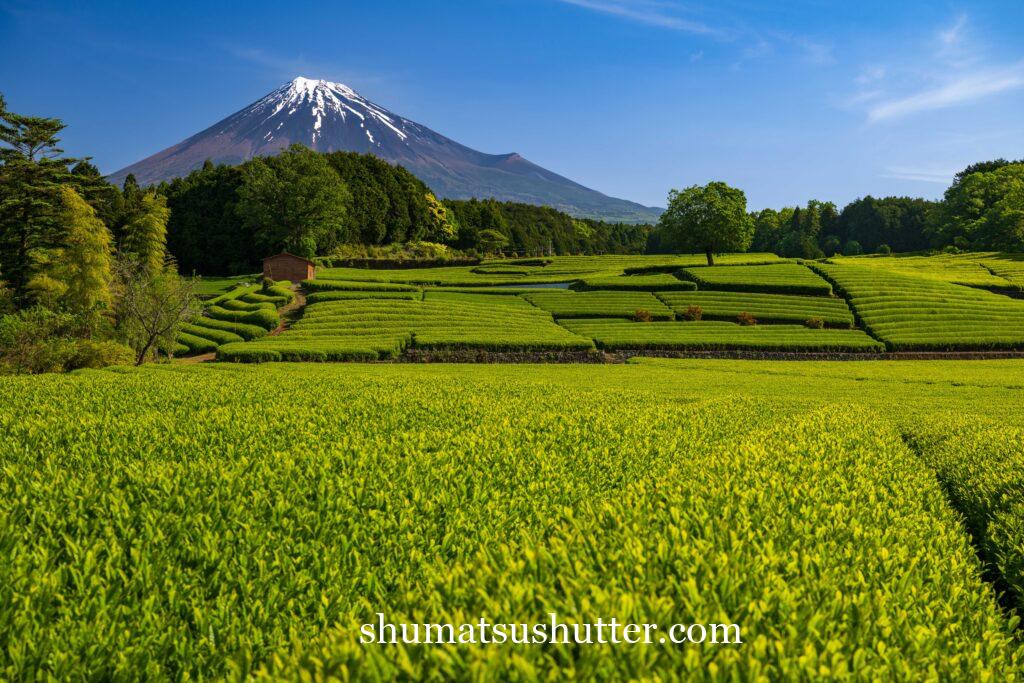 富士山と大淵笹場