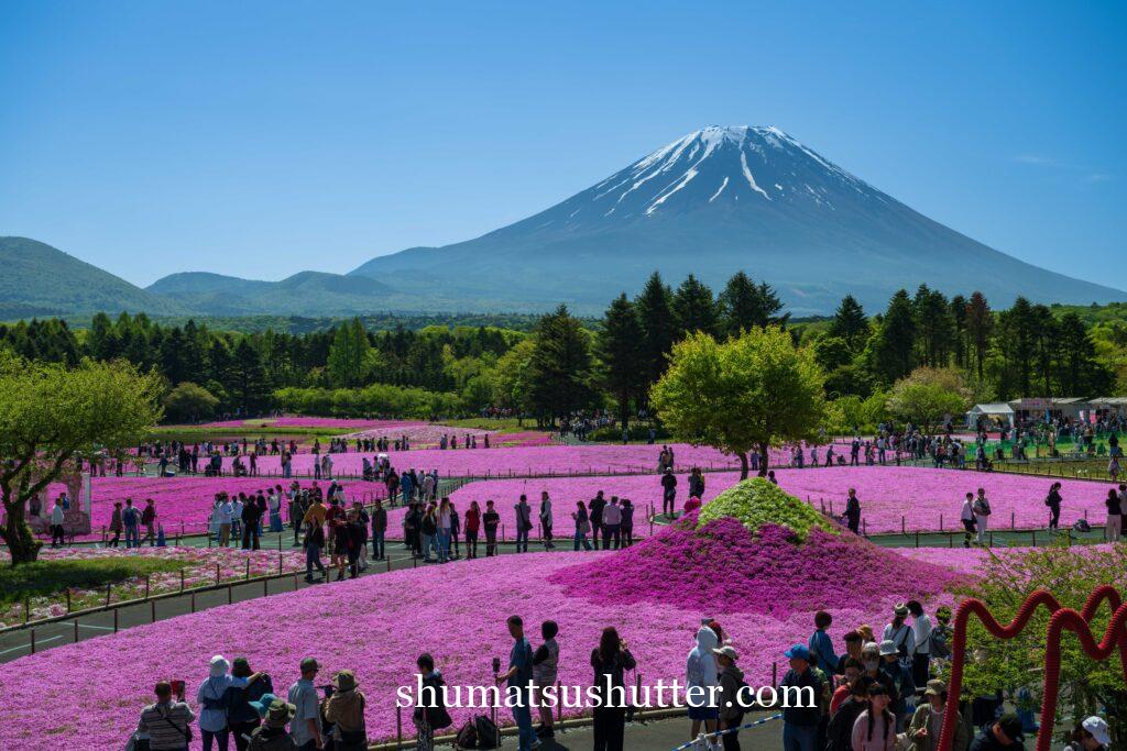 富士山と本栖湖リゾートの芝桜