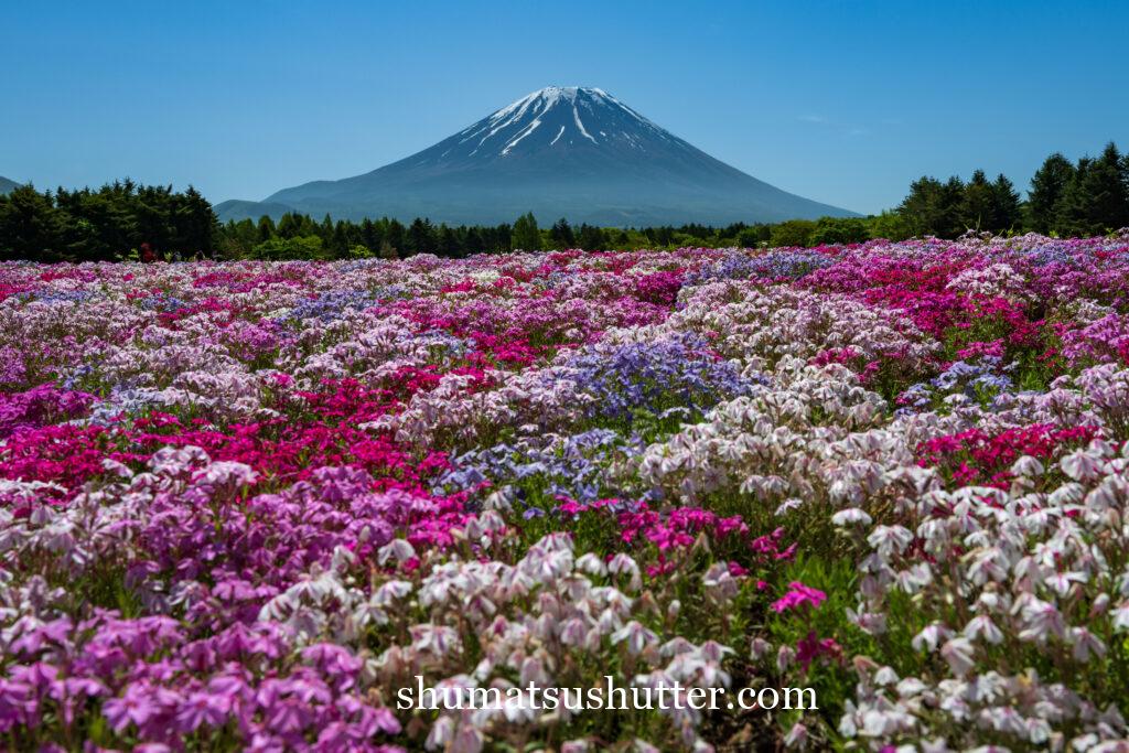 本栖湖リゾートと富士山