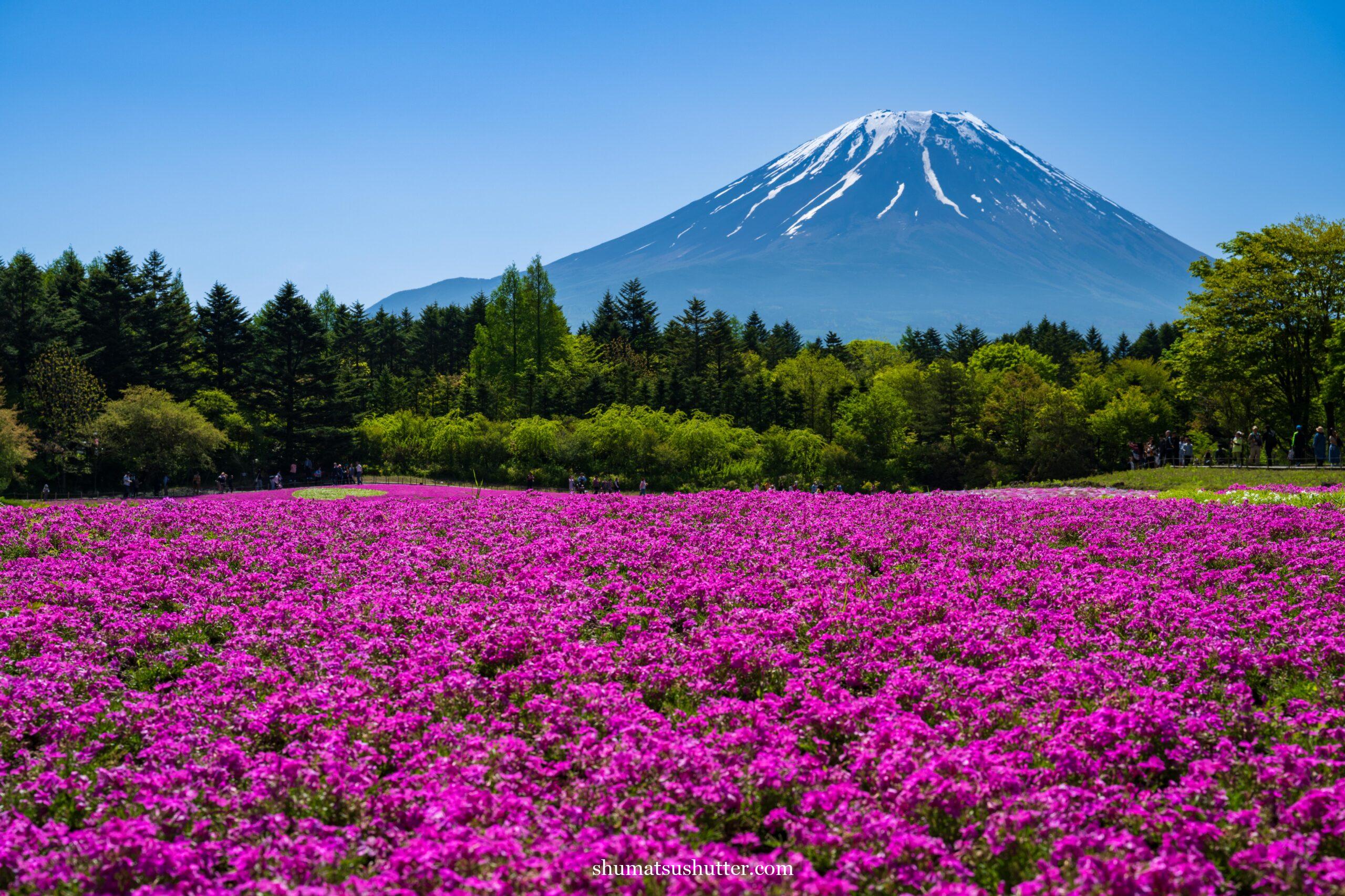 富士山と芝桜