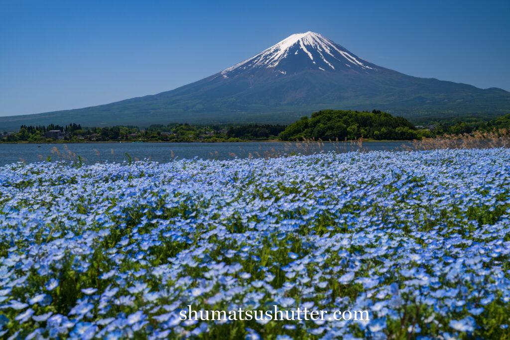 富士山とネモフィラ